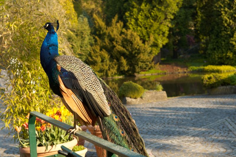 HKH_Pfau auf der Insel Siebenbergen_Foto Wiedemann_MA20453